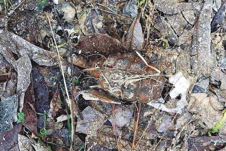 Взрывотехники ОМОН Росгвардии обследовали боеприпасы времен войны, обнаруженные на территории Петербурга