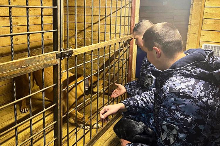 В Лодейном поле сотрудники Росгвардии посетили приют для бездомных животных