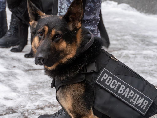 Подразделениям Росгвардии Ленинградской области торжественно переданы новые служебные автомобили