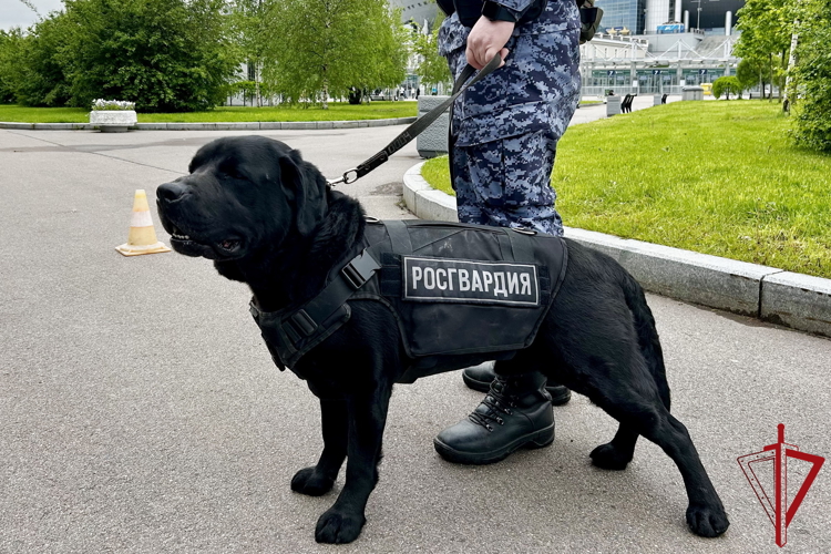 Росгвардия обеспечила общественный порядок и безопасность при проведении футбольного матча РПЛ