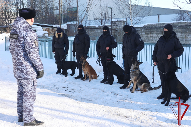 В петербургской Росгвардии прошла выводка и проверка натренированности служебных собак